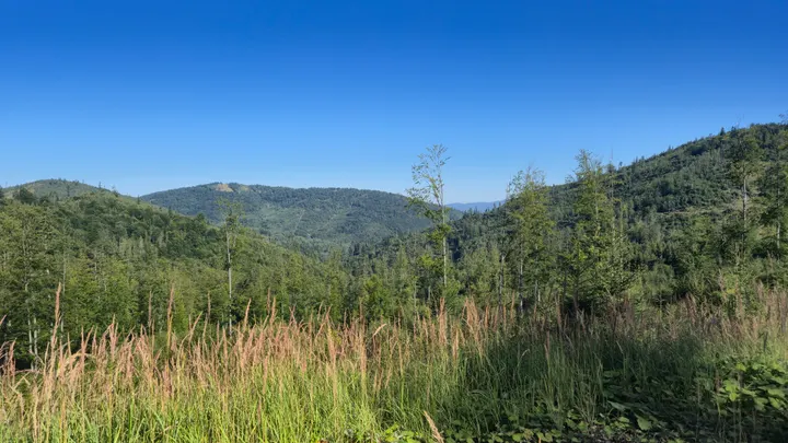 Golden Seedheads and Valley