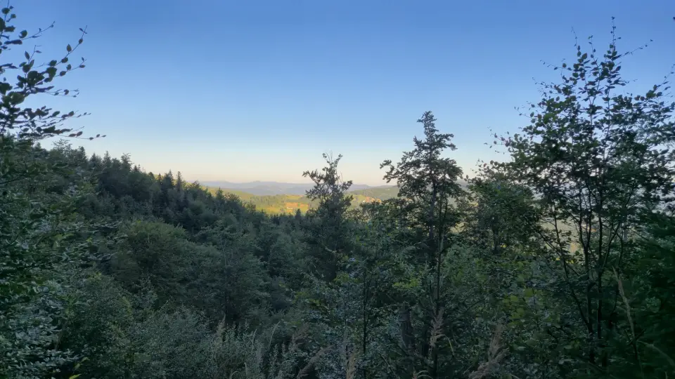 Leaf-Framed Valley