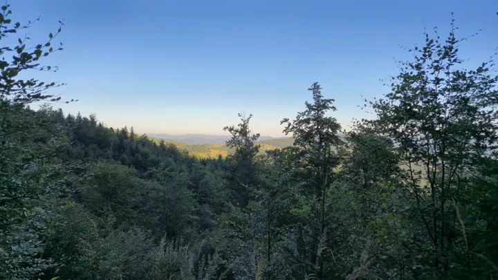 Leaf-Framed Valley