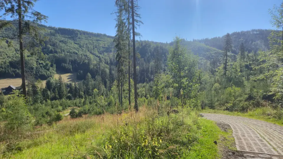 Meadow Track and Tall Spruce