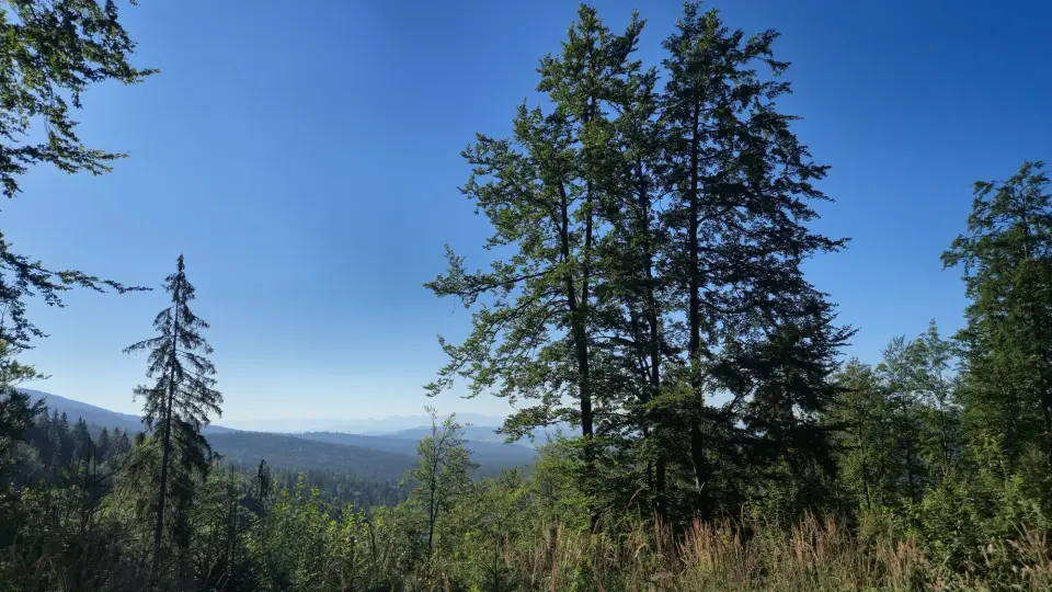Mixed Trees and Haze