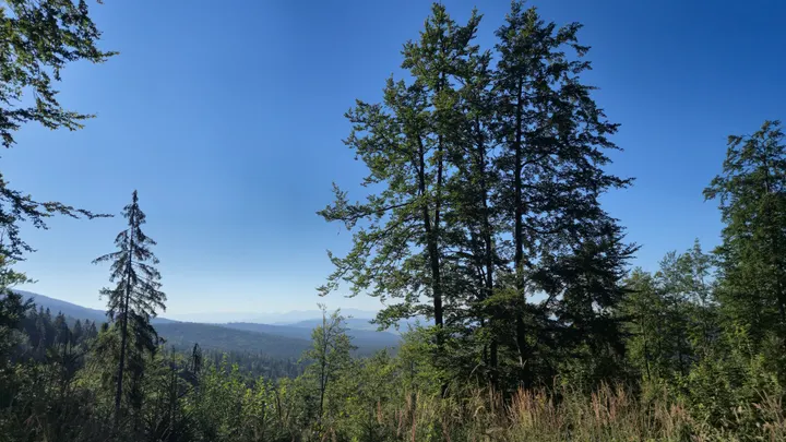 Mixed Trees and Haze