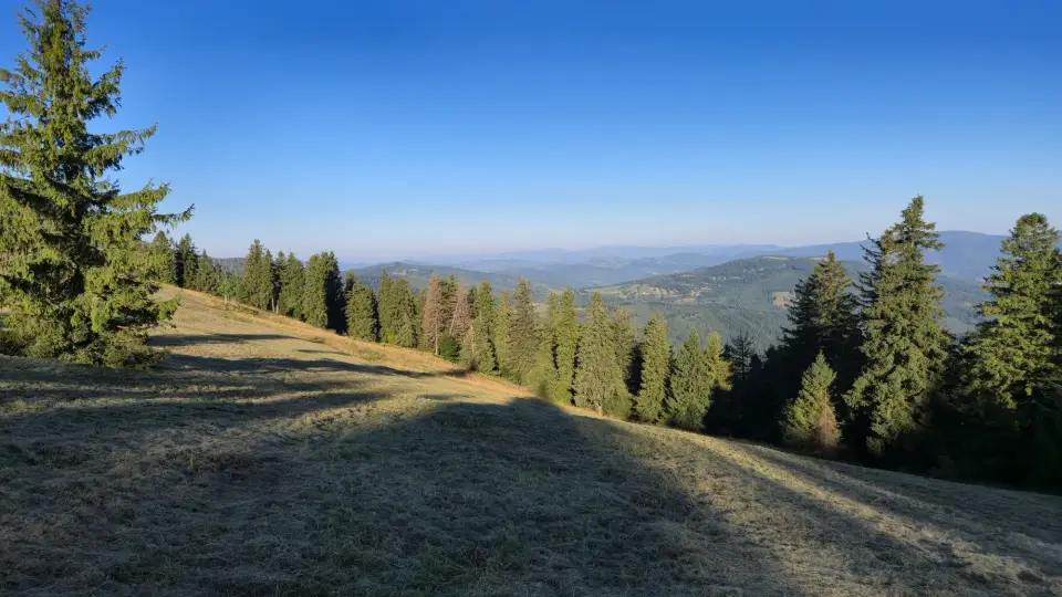 Pasture Edge and Spruce