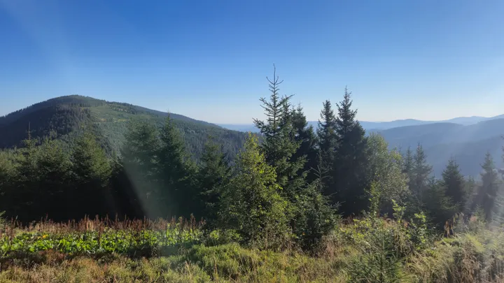 Rays Through the Spruce