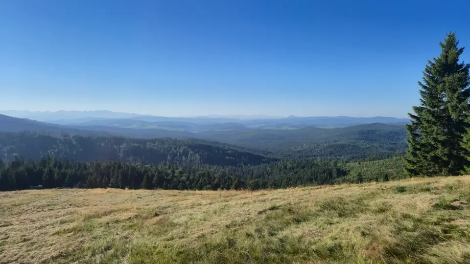 Spruce and Distant Ranges