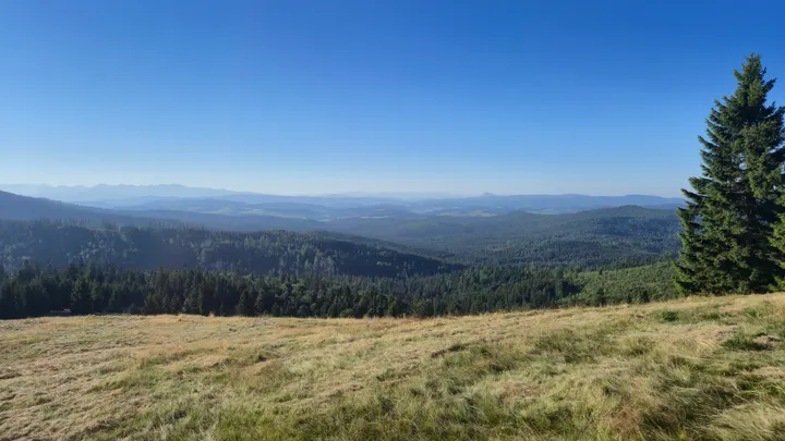Spruce and Distant Ranges