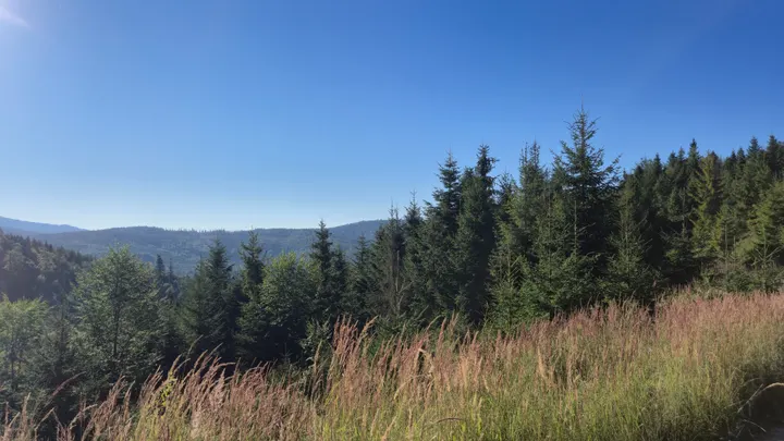 Spruce Belt Above the Grass
