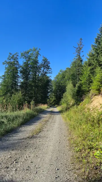 Spruce Shadows on the Track