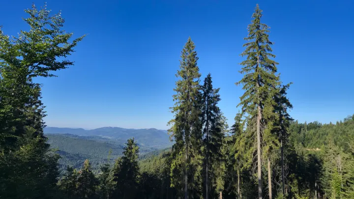 Spruce Trio and Blue Ridges