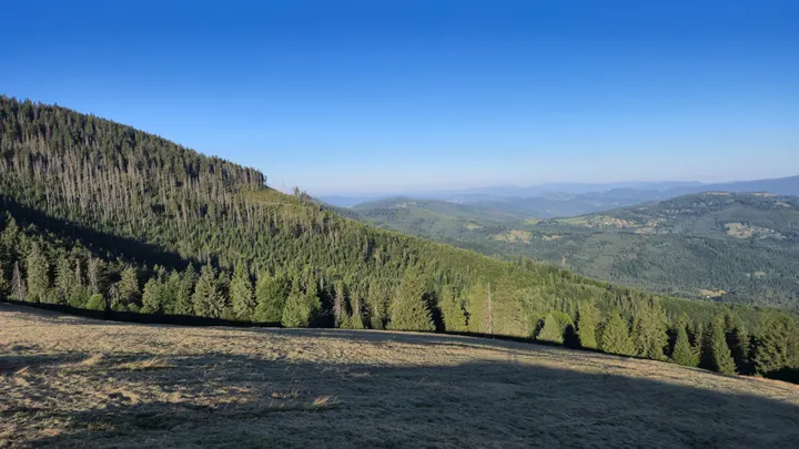 Sunlit Deadwood Slope