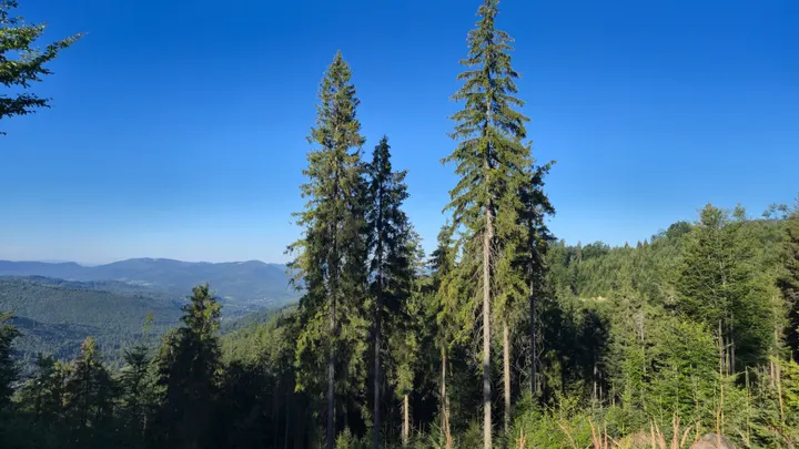 Three Spruces Over the Valley