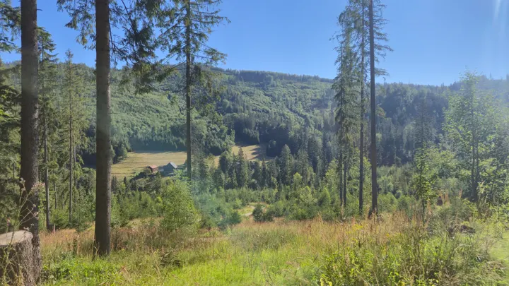 Valley Huts in the Clearing