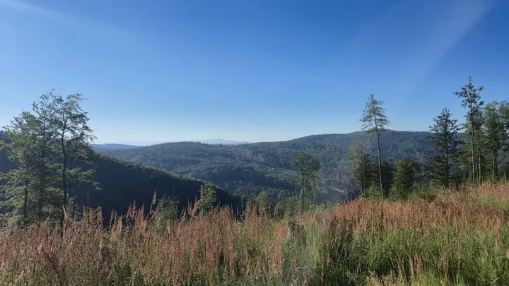 Wild Grass and Thin Pines