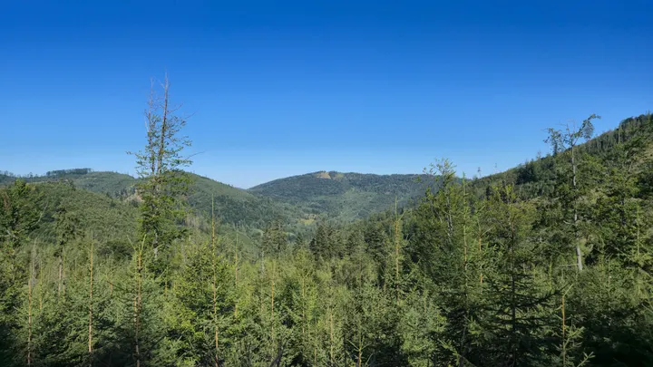 Young Fir Over the Valley