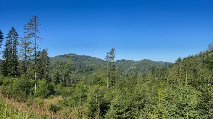 Young Spruce and Rolling Hills