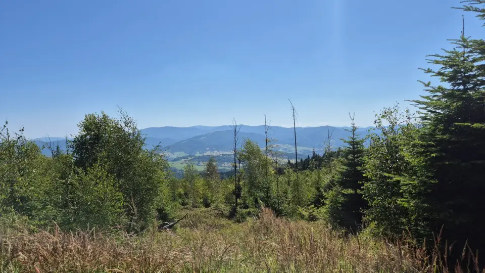 Snags Above the Valley
