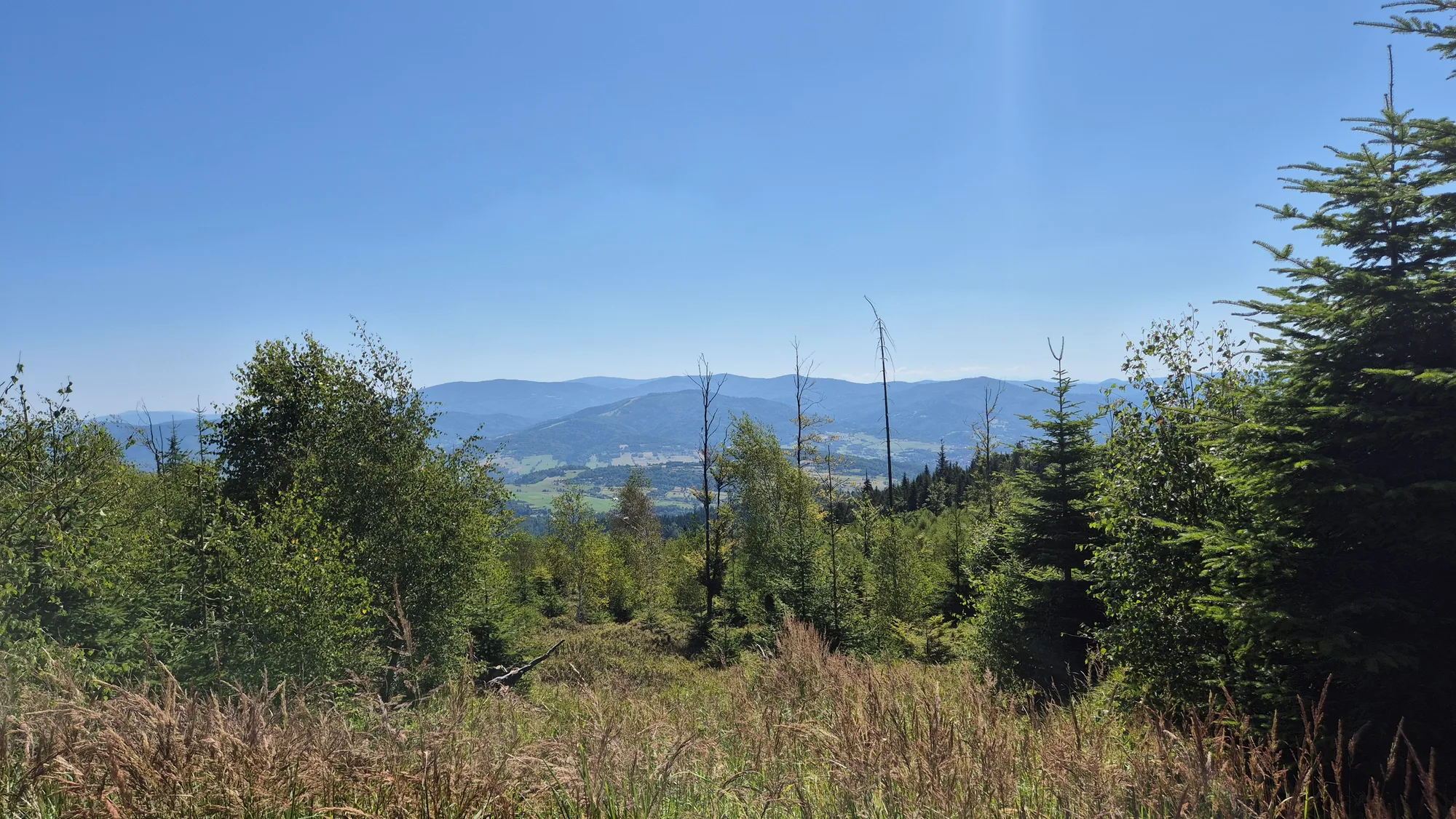 Snags Above the Valley