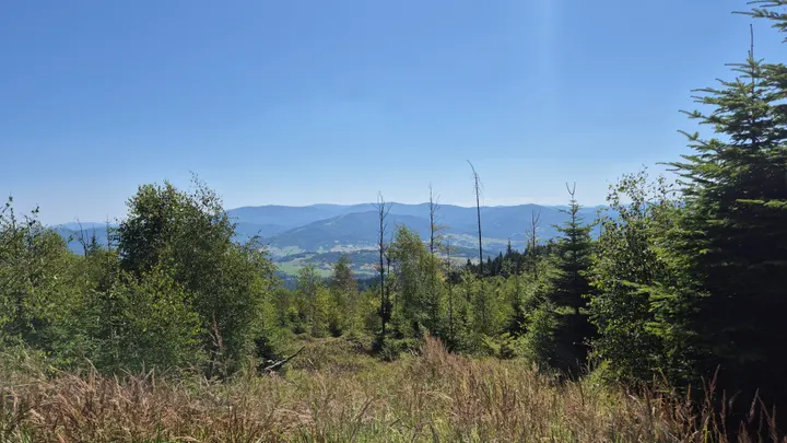 Snags Above the Valley