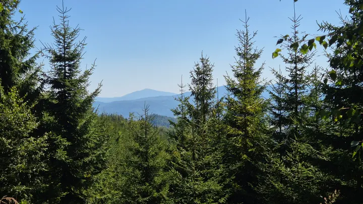 Spruce Screen to Blue Peaks