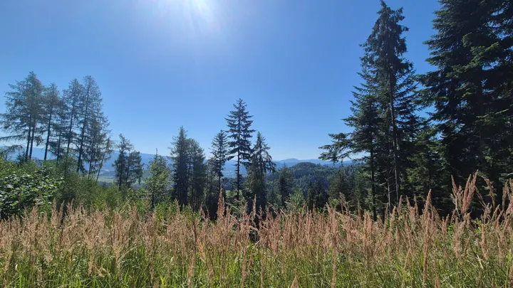 Sun in the Clearing