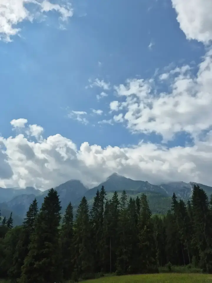 Forest Wall and Summits