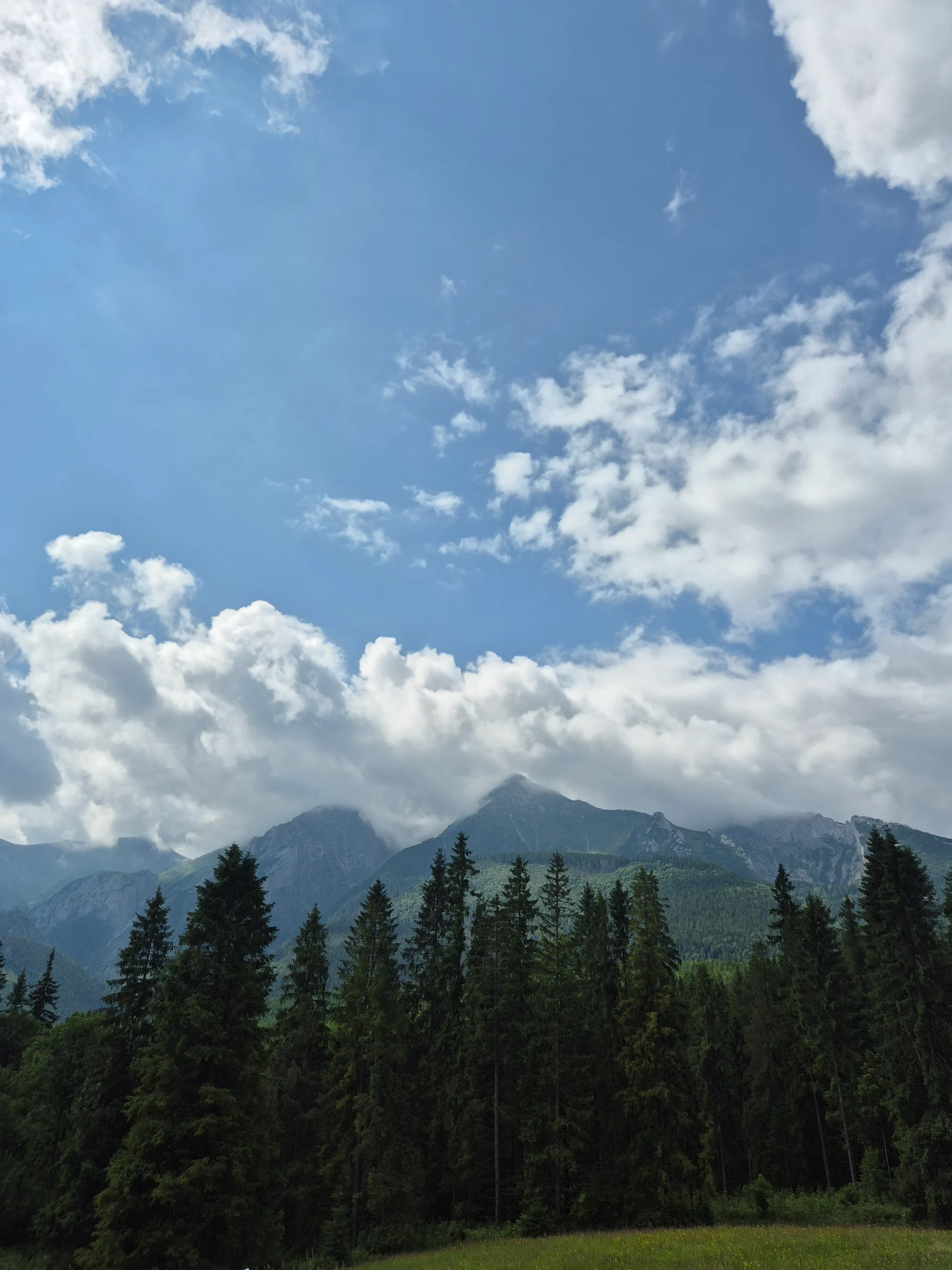 Forest Wall and Summits