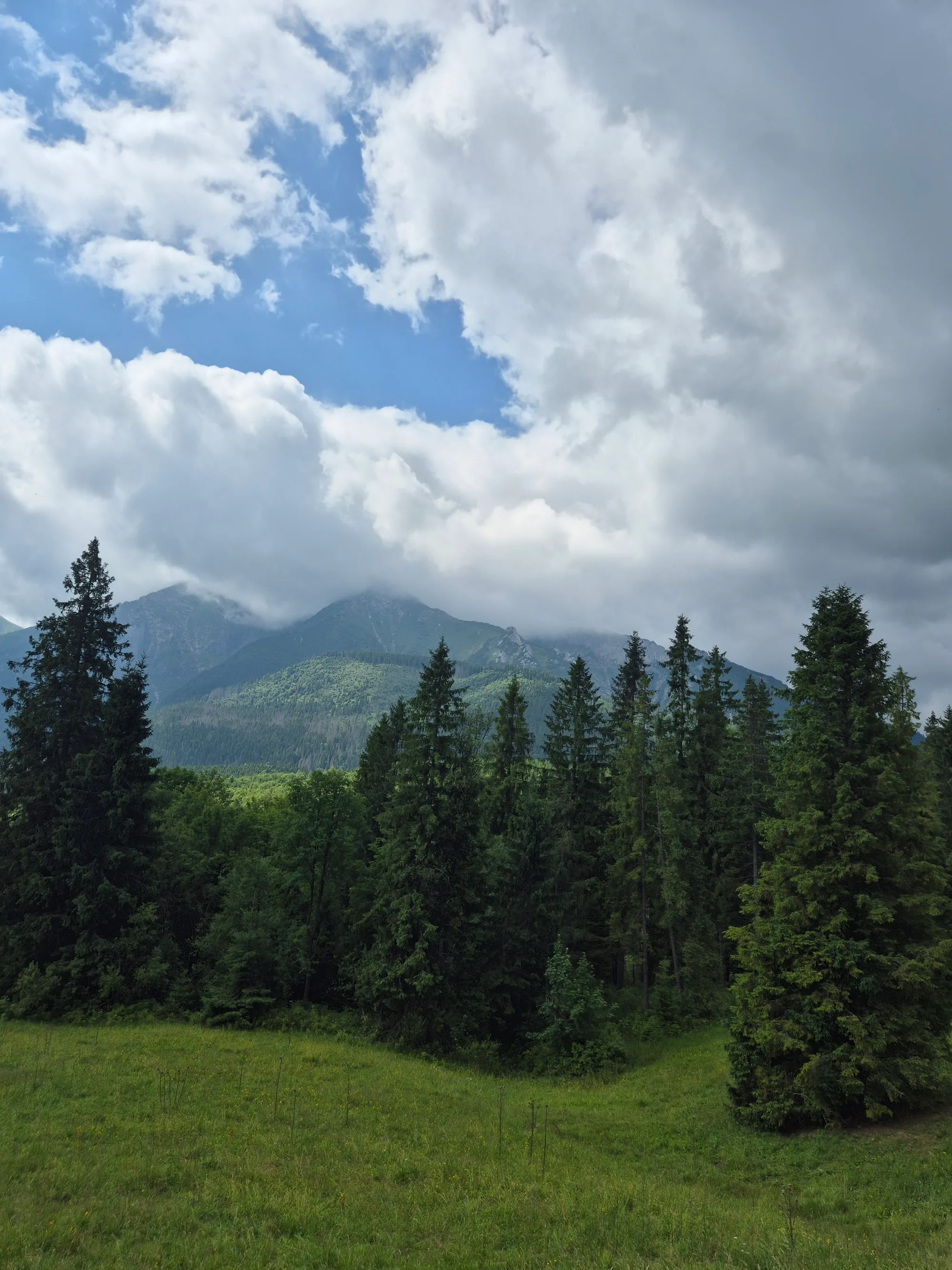 Green Slopes Near the Crest