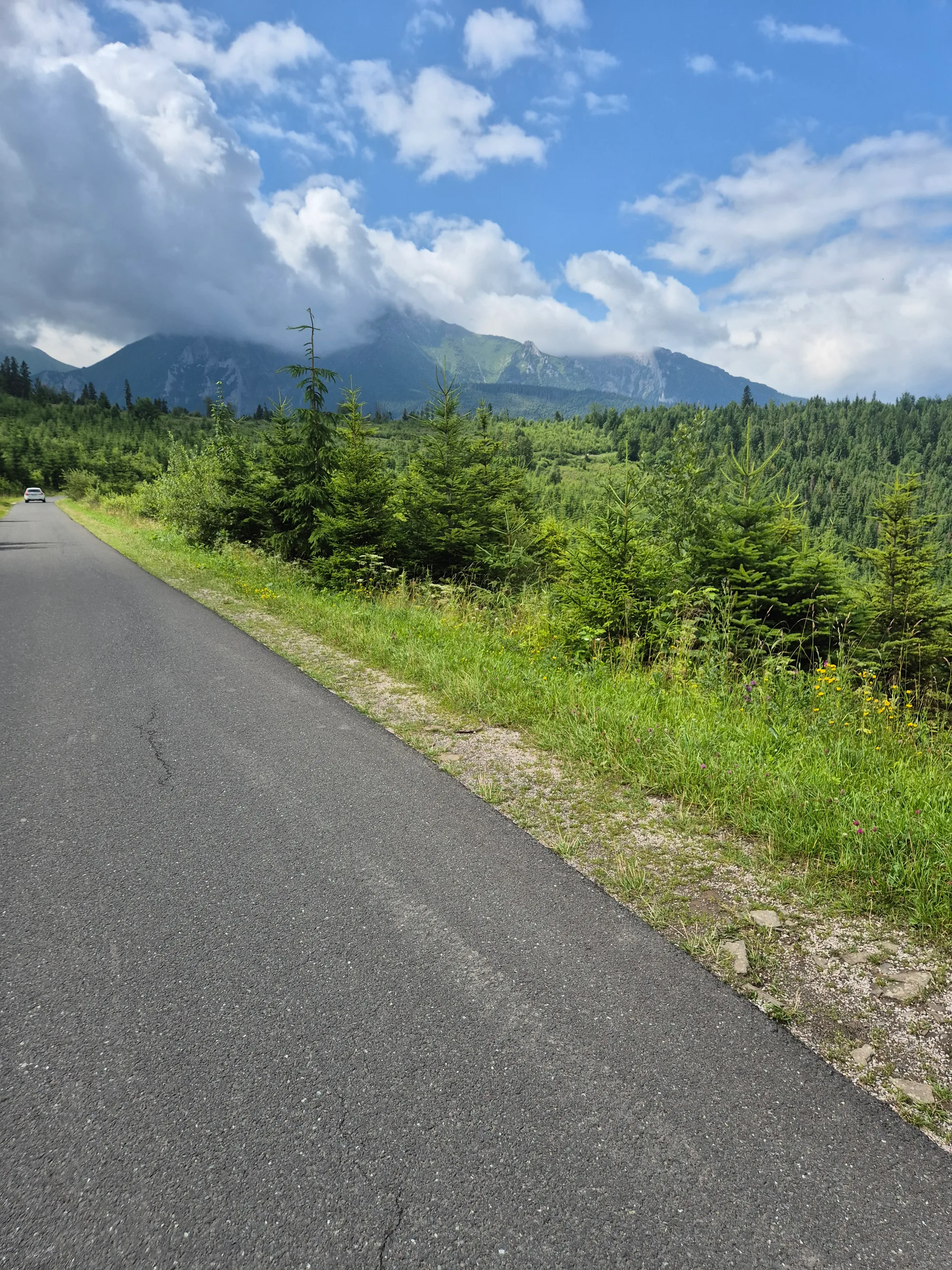Roadside Spruce Trio