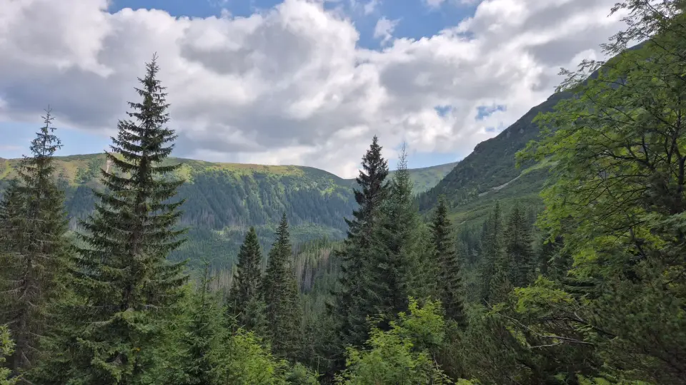 Through the Spruce Screen