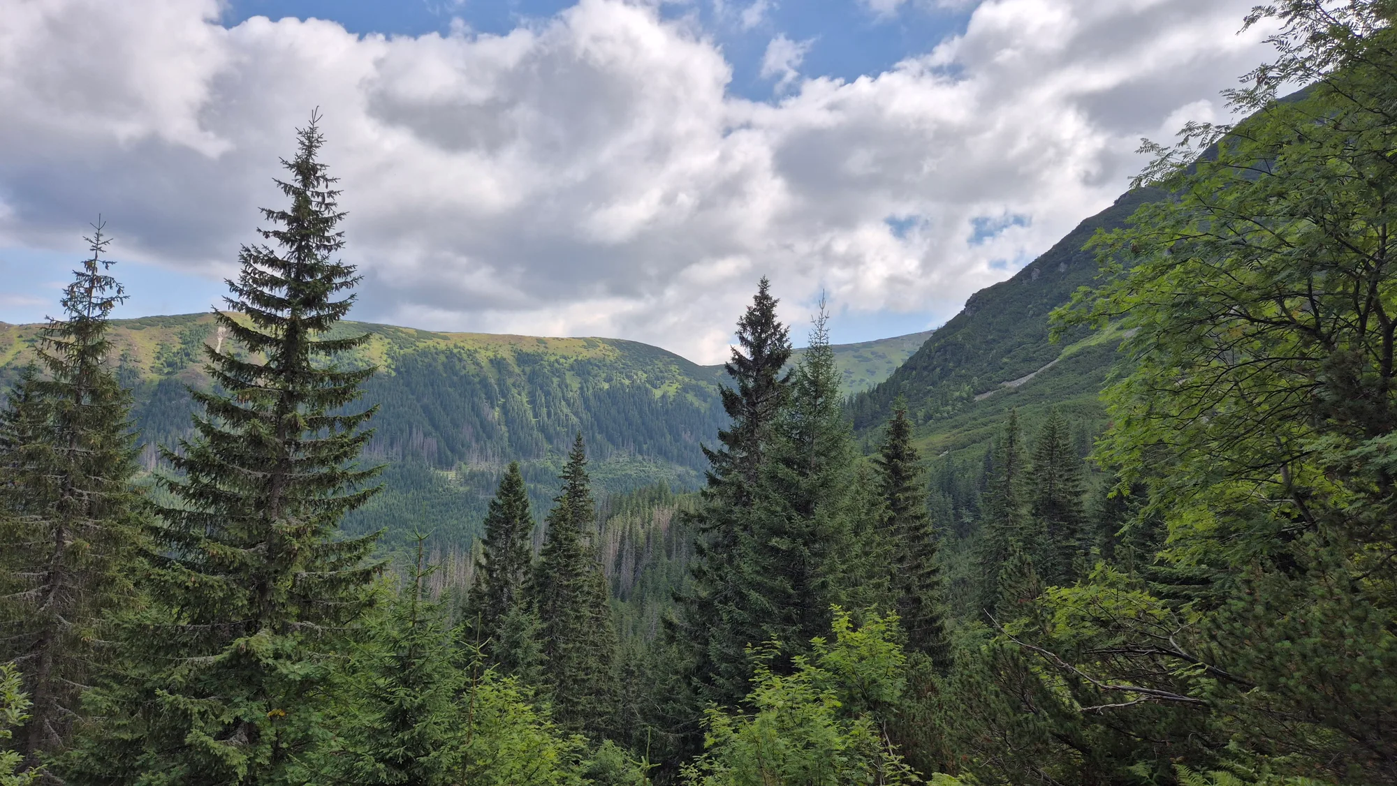 Through the Spruce Screen