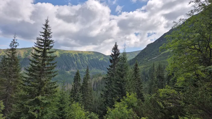 Through the Spruce Screen