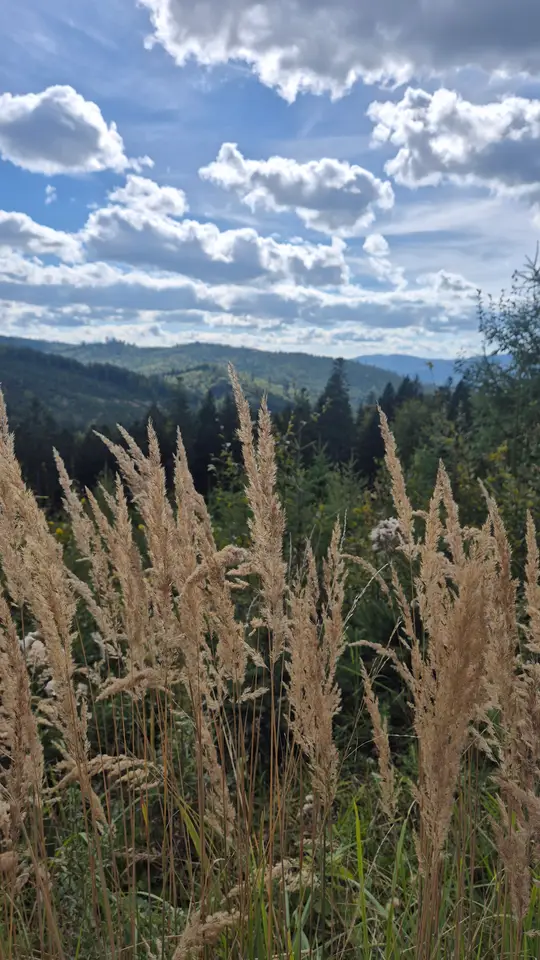 Feather Grass to Blue Hills