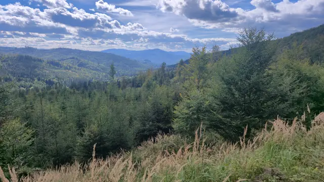 Golden Grass Over the Forest Valley