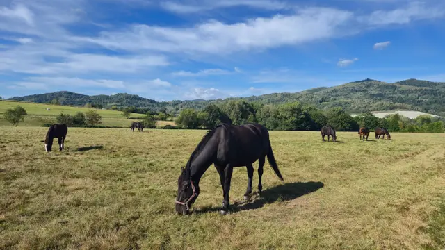 Horses Grazing Under Cirrus