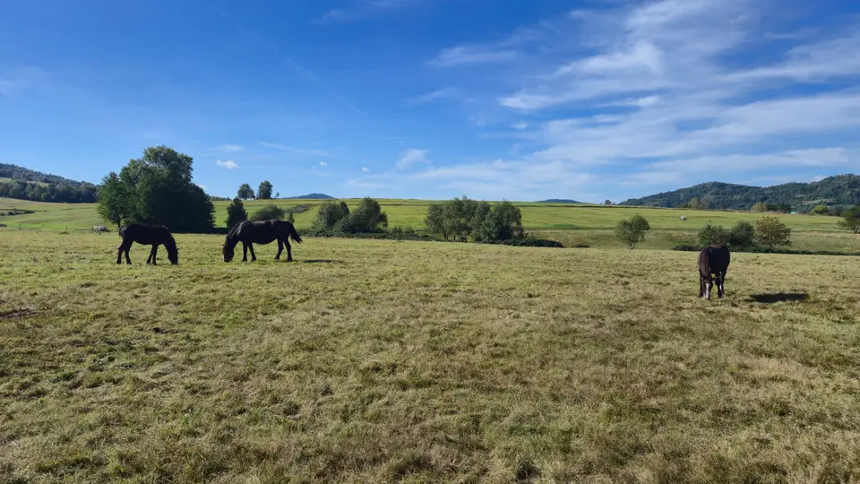 Three Dark Horses on the Meadow