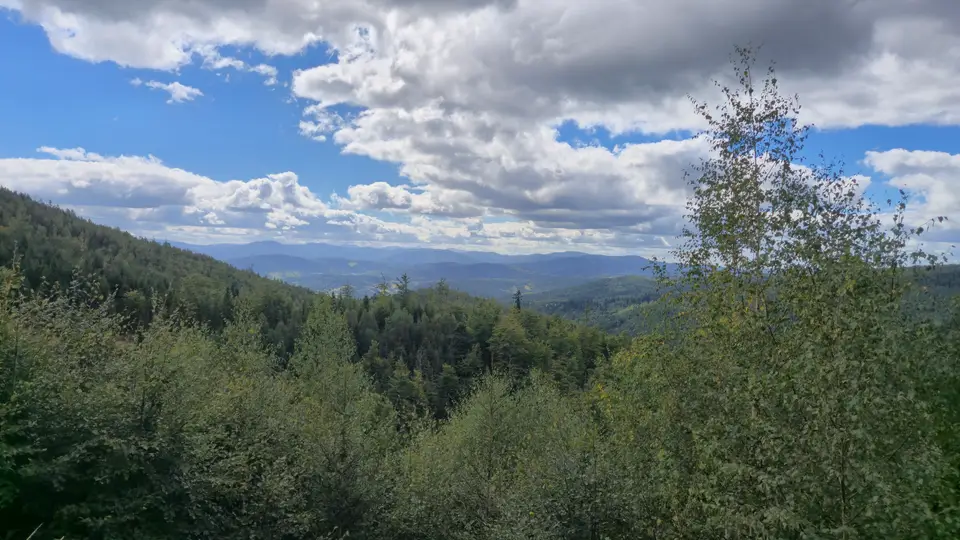 Birch Over Forested Ridges