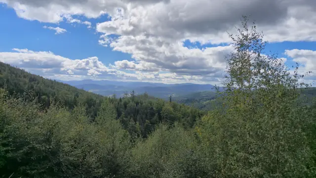 Birch Over Forested Ridges
