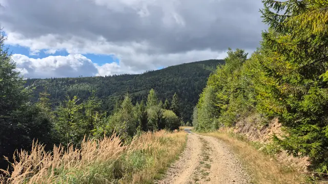 Gravel Track and Golden Grass