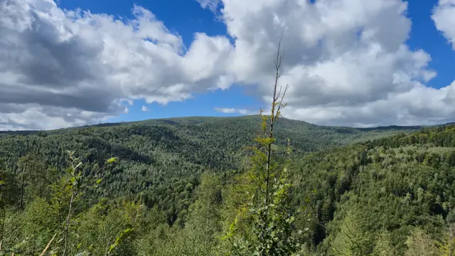 Sapling Against the Broad Ridge