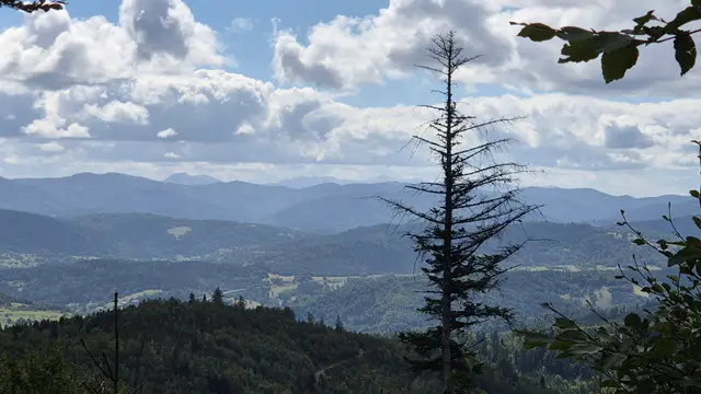 Sparse Spruce Over Layered Ridges