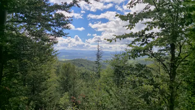Through the Leaves to Blue Ridges