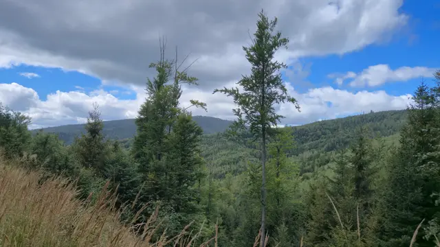 Twin Spruces Above the Forest Valley