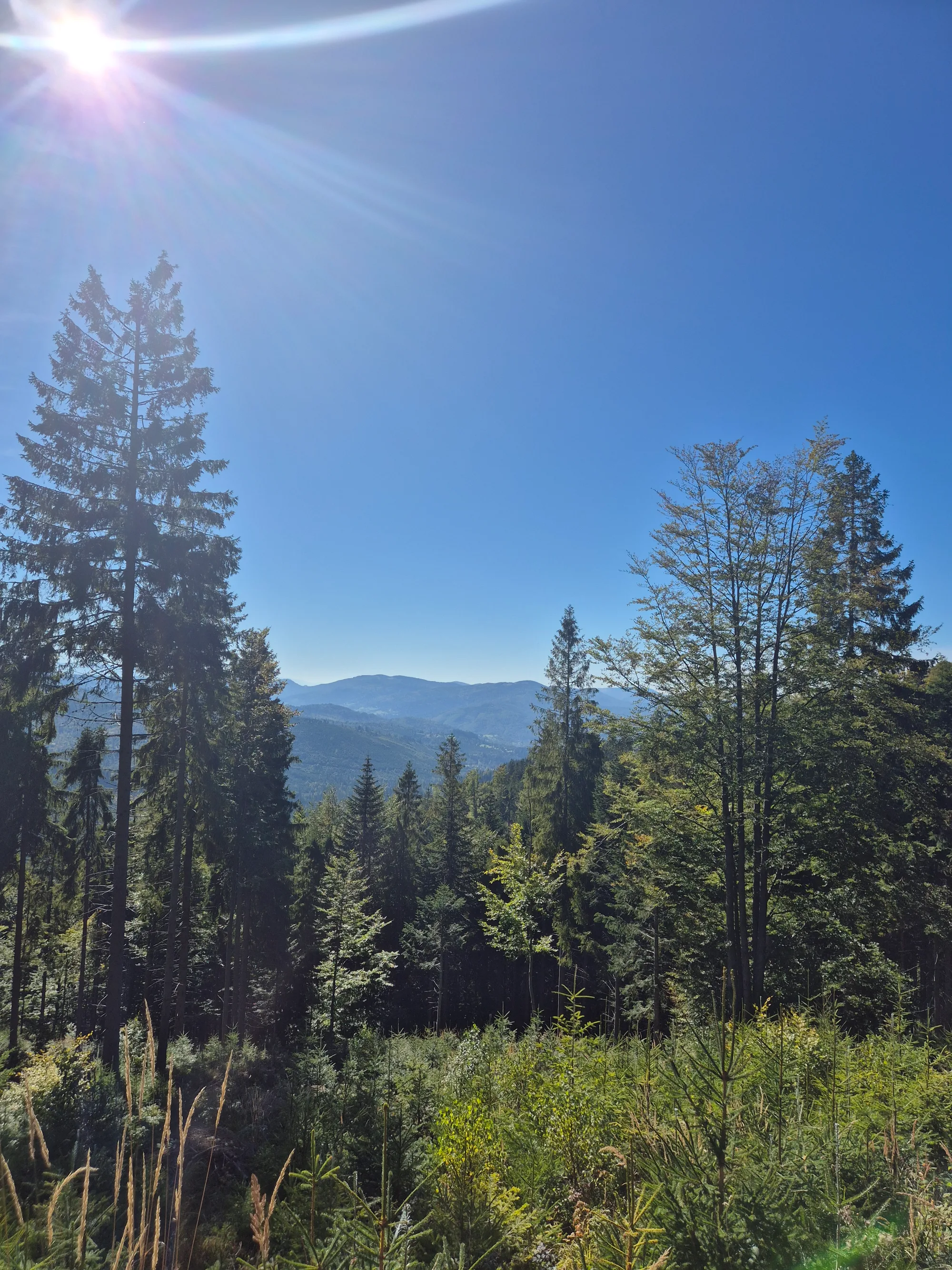 Forest Shelf Outlook