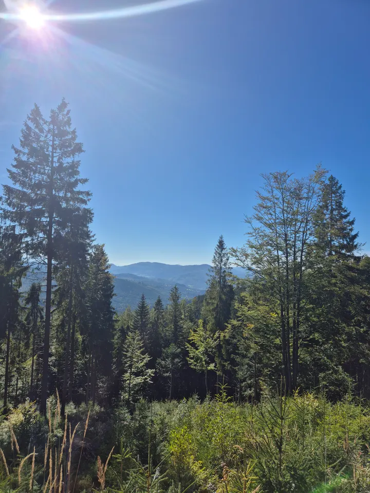 Forest Shelf Outlook
