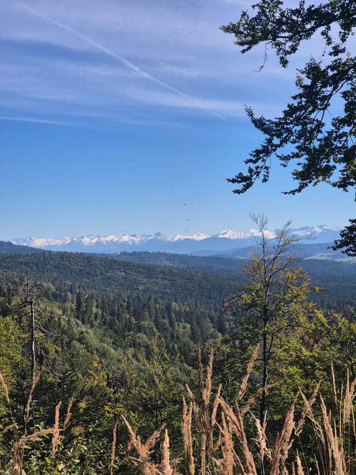 Snowline Beyond the Forest