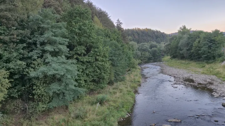 River Through the Spruce Bank